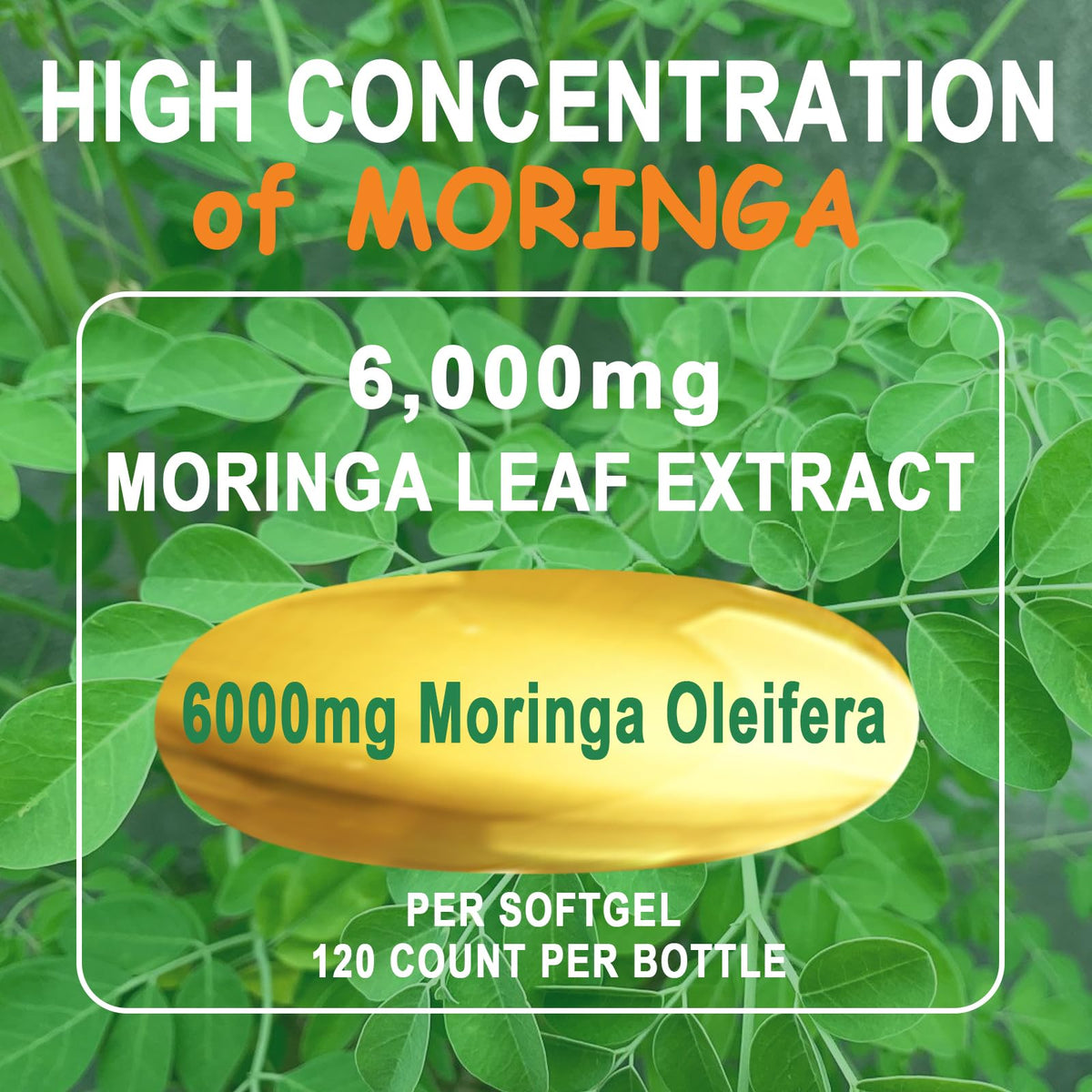 Organic Moringa Oleifera Softgels U822