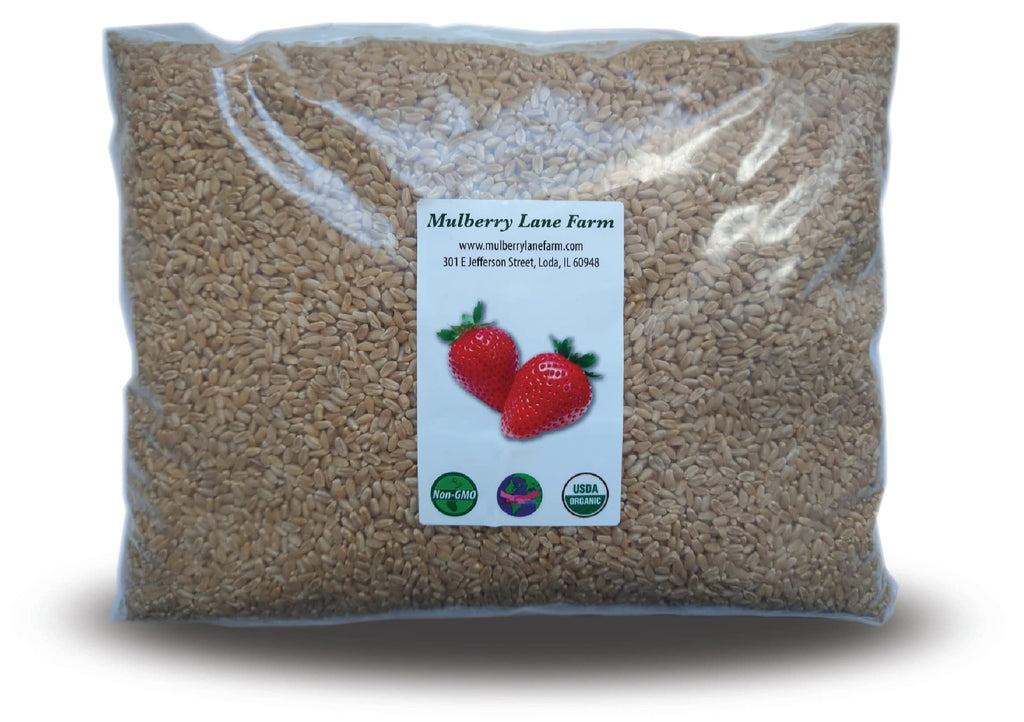 Hard White Wheat Berries 5 Pounds Organic Non-GMO O60382