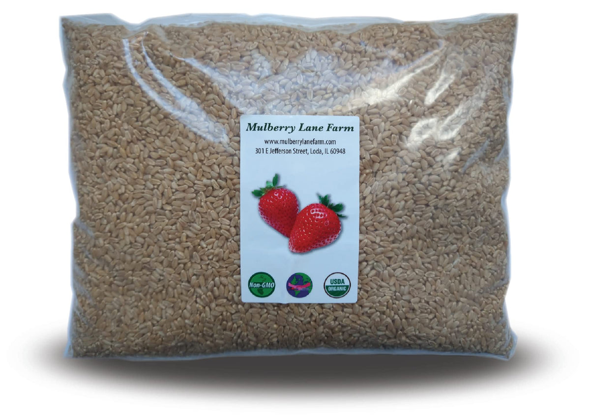 Hard White Wheat Berries 5 Pounds Organic Non-GMO O60382