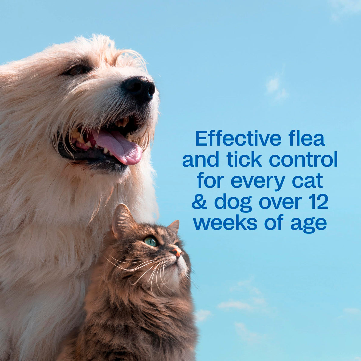 Flea & Tick Shampoo for Dogs 24 Ounces Q9898