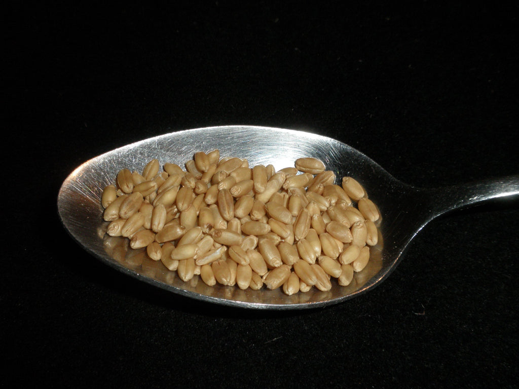 Hard White Wheat Berries 5 Pounds Organic Non-GMO O60382
